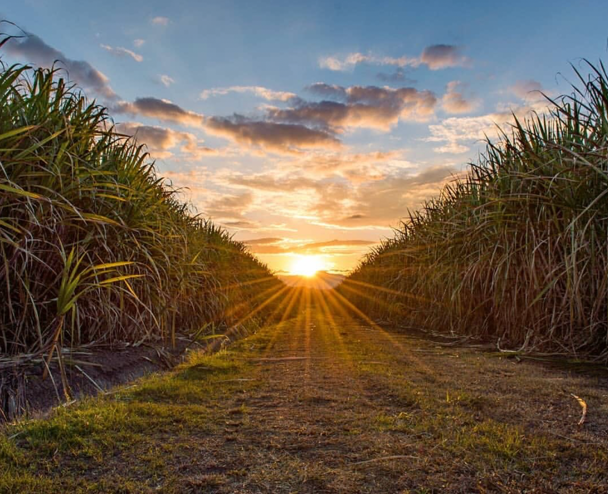 Sunset through a path flanked by tall grasses